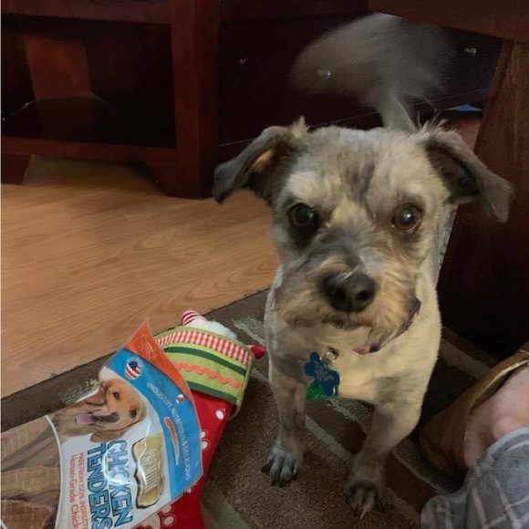 Meet your Posher, Griffin - Picture 1 of 1